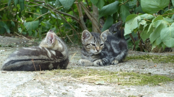 Self-confidence with picture of a mother cat protecting her kittens